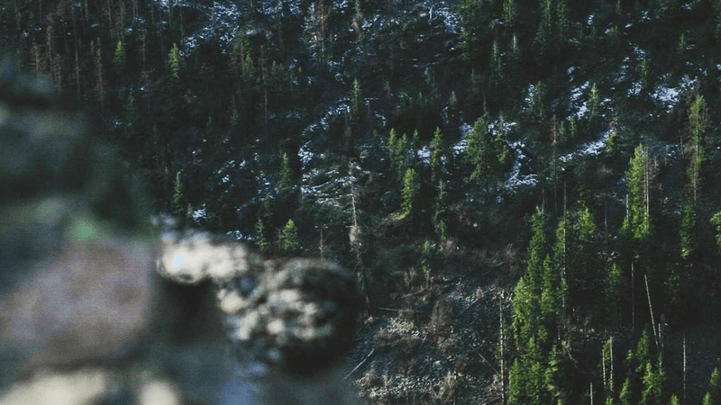 Bamboo - professional stock photography