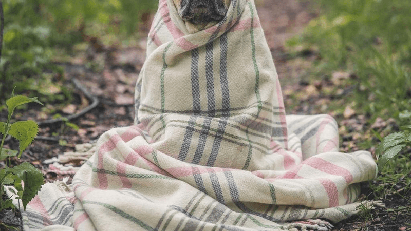 Bamboo - professional stock photography
