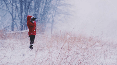 Bamboo - professional stock photography
