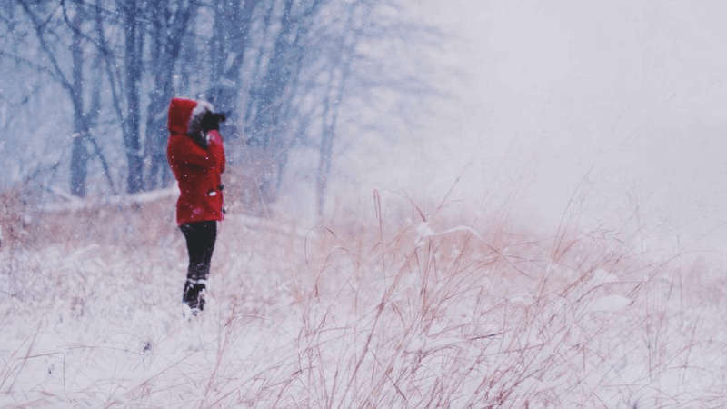 Bamboo - professional stock photography