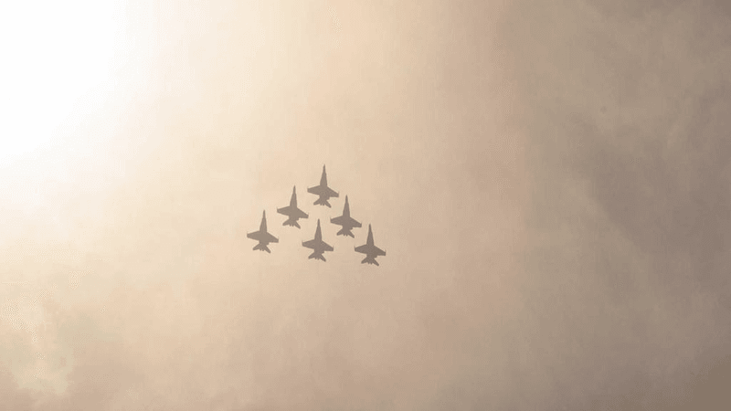 Forest - professional stock photography