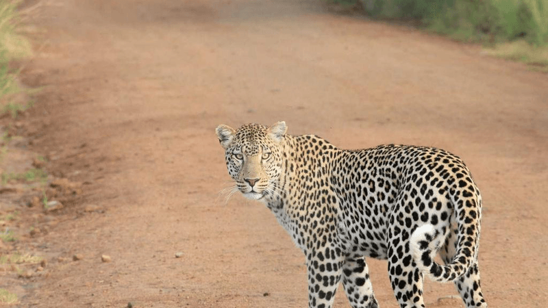 Forest - professional stock photography