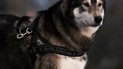 Forest - professional stock photography