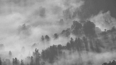 Forest - professional stock photography