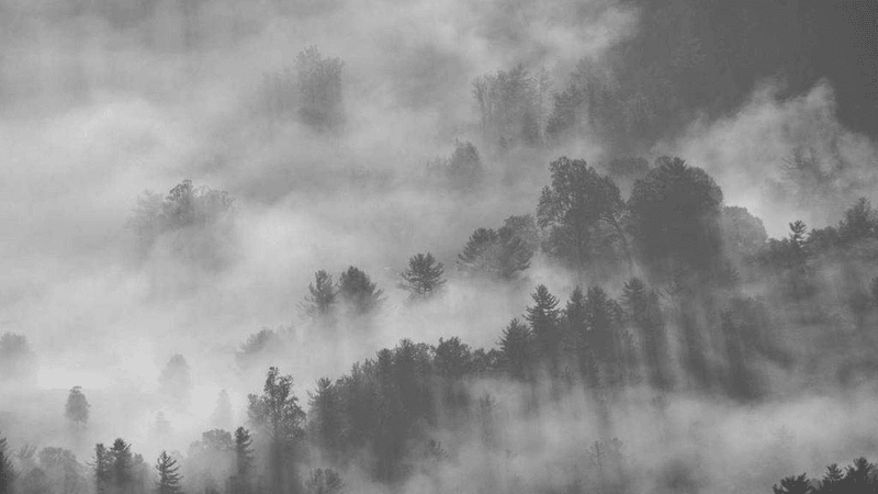 Forest - professional stock photography