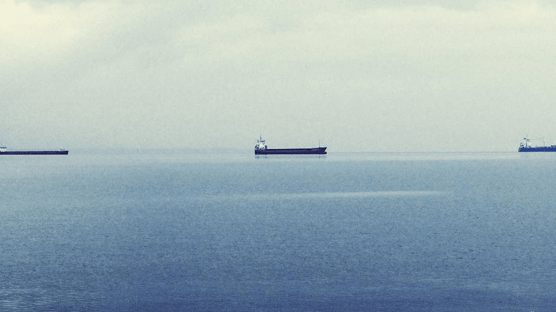 Forest - professional stock photography