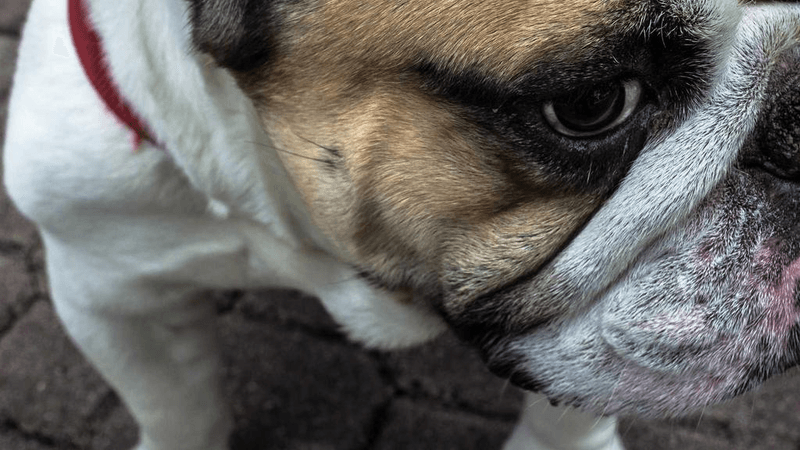 Garden - professional stock photography