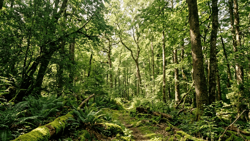 Pristine forest with sunlight filtering through tall green trees